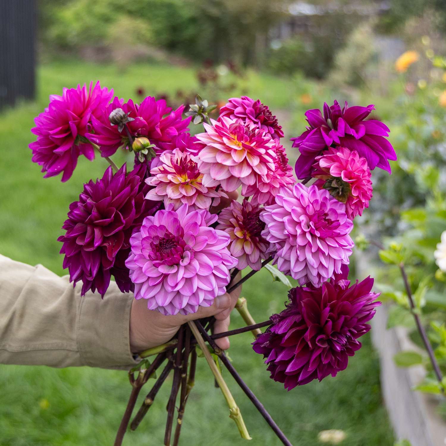 Dahlien - Kollektion 'Blueberry Muffin' - Dahlia